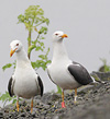 adult graellsii in May, ringed in the Netherlands. (72722 bytes)